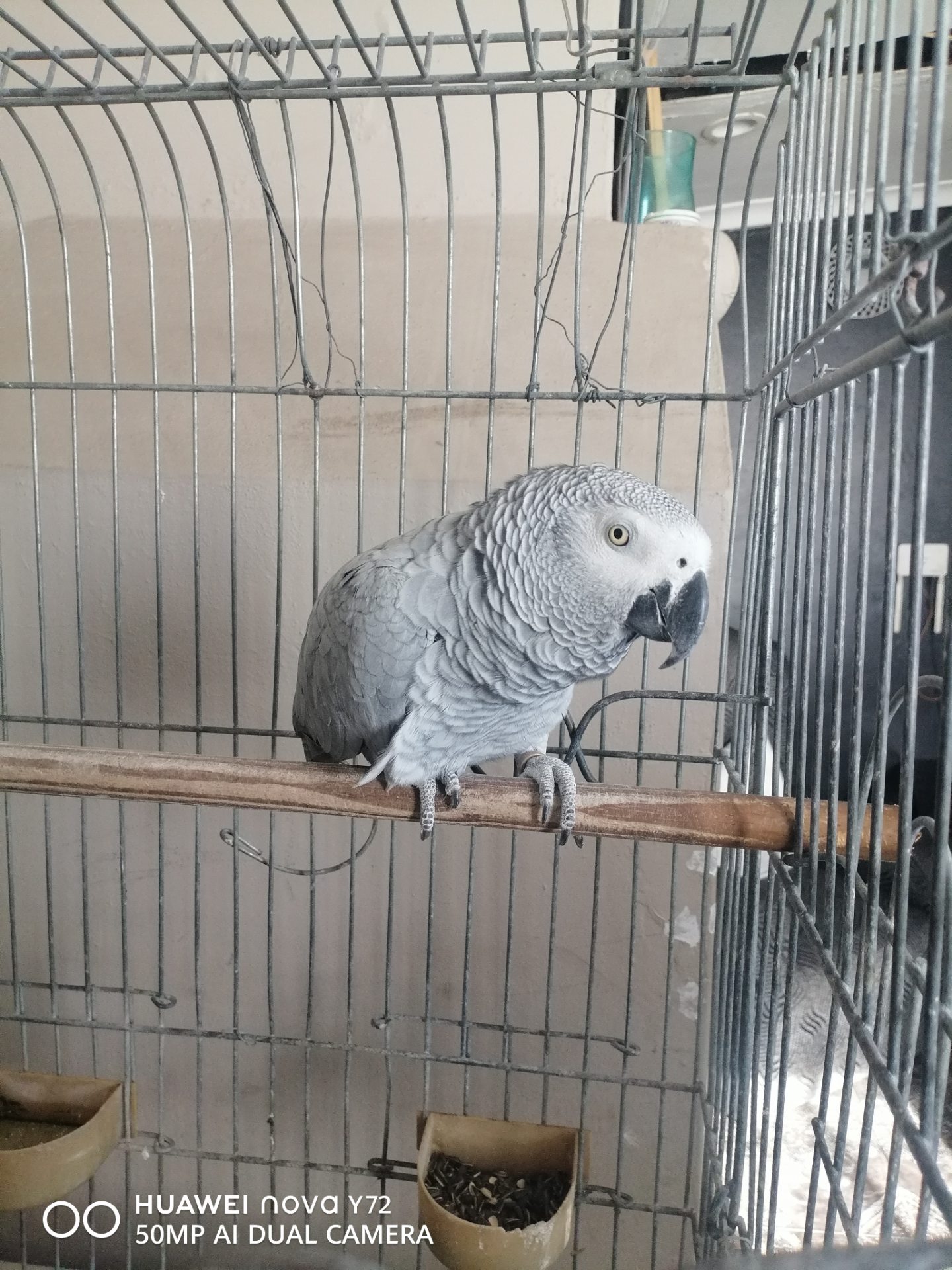 African Grey Parrot photo 6