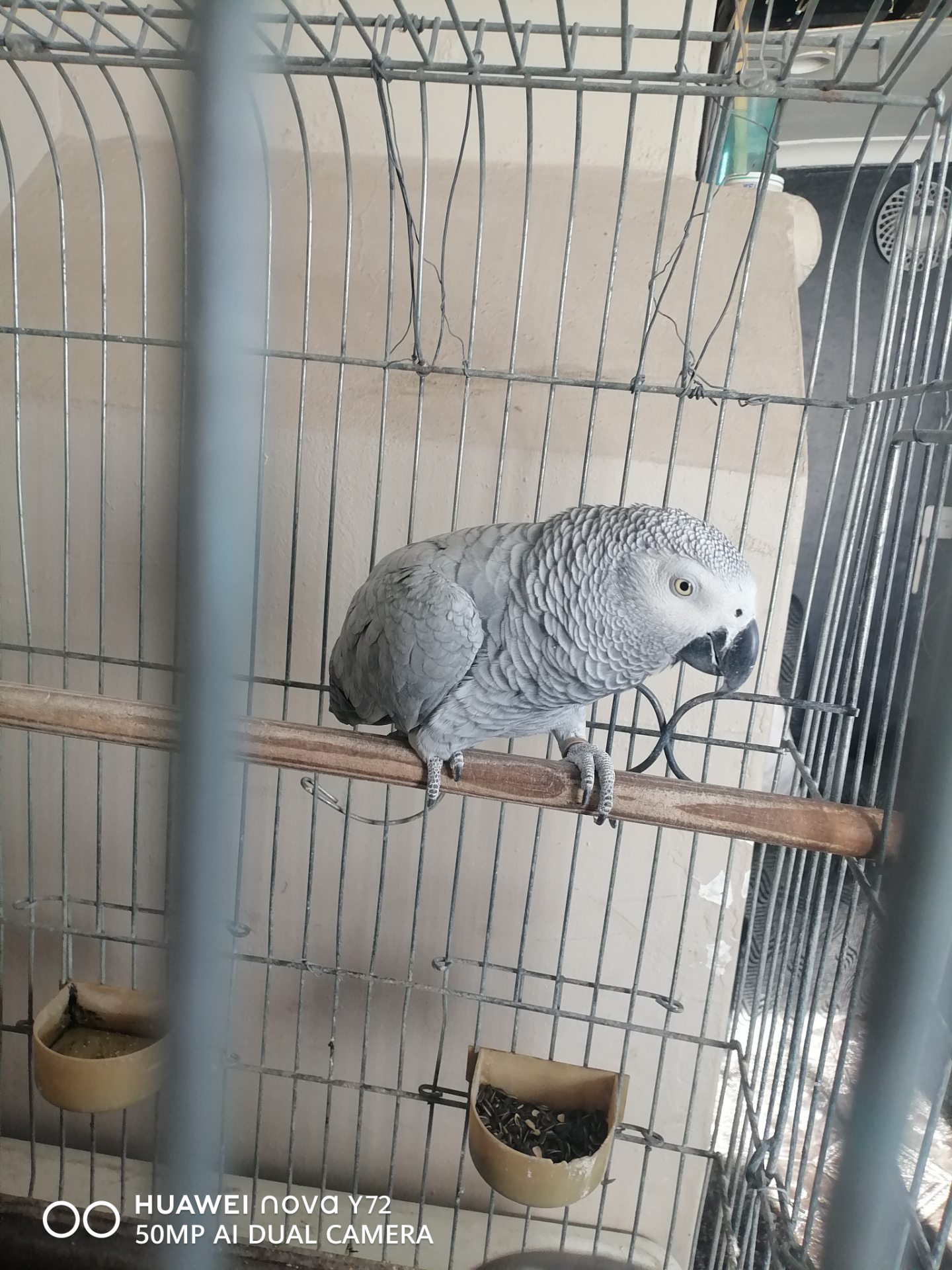 African Grey Parrot photo 7
