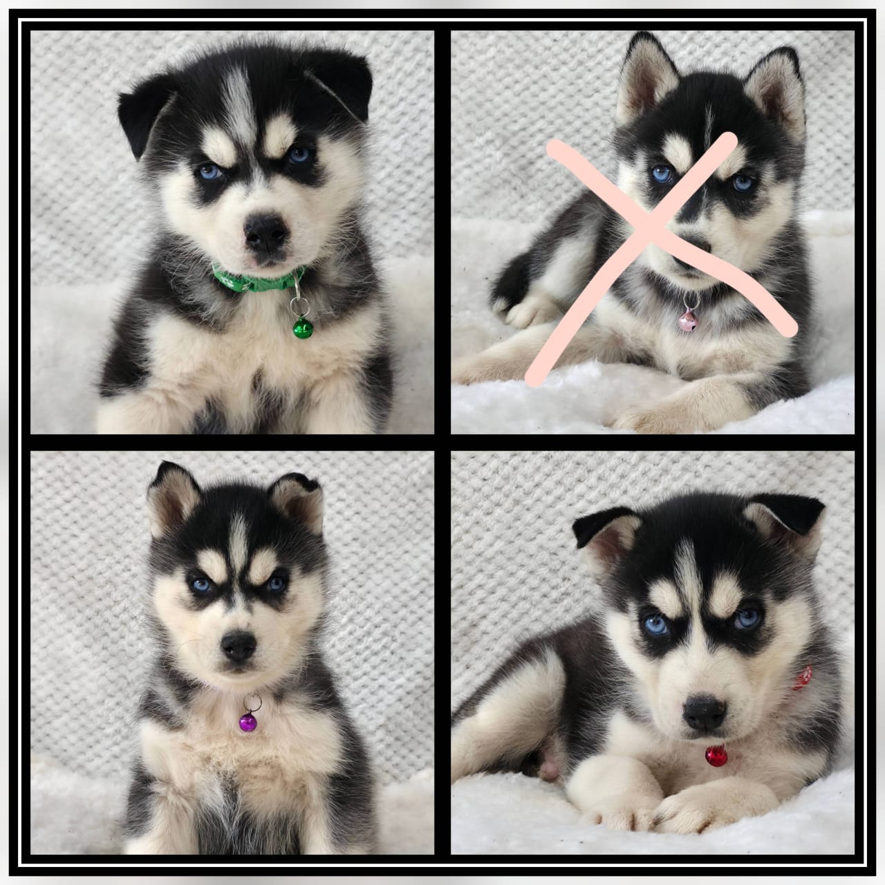 Siberian Husky photo 2