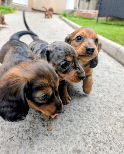Dachshund (Miniature) listing photo