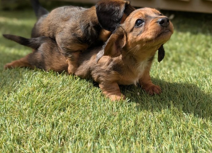 Dachshund (Miniature) photo 2