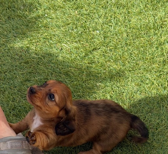 Dachshund (Miniature) photo 3
