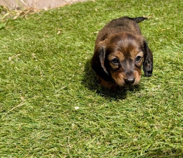 Dachshund (Miniature) photo 4