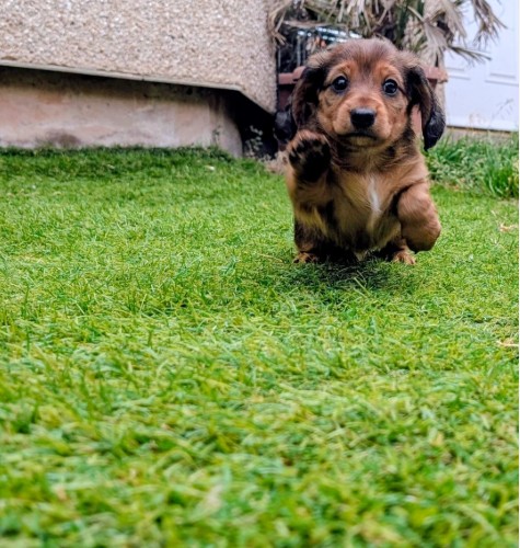 Dachshund (Miniature) photo 5