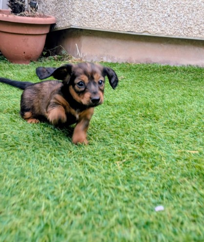 Dachshund (Miniature) photo 6