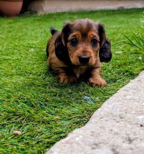 Dachshund (Miniature) photo 7