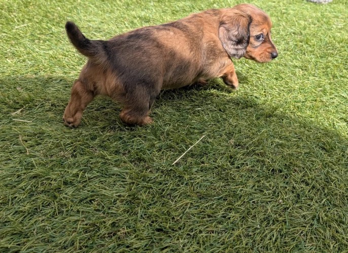 Dachshund (Miniature) photo 8