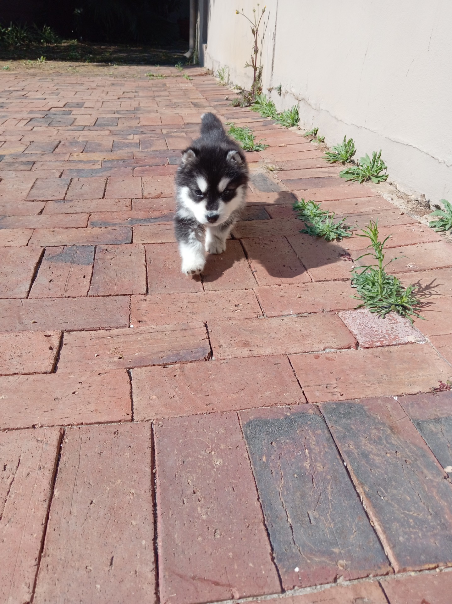 Siberian Husky listing photo