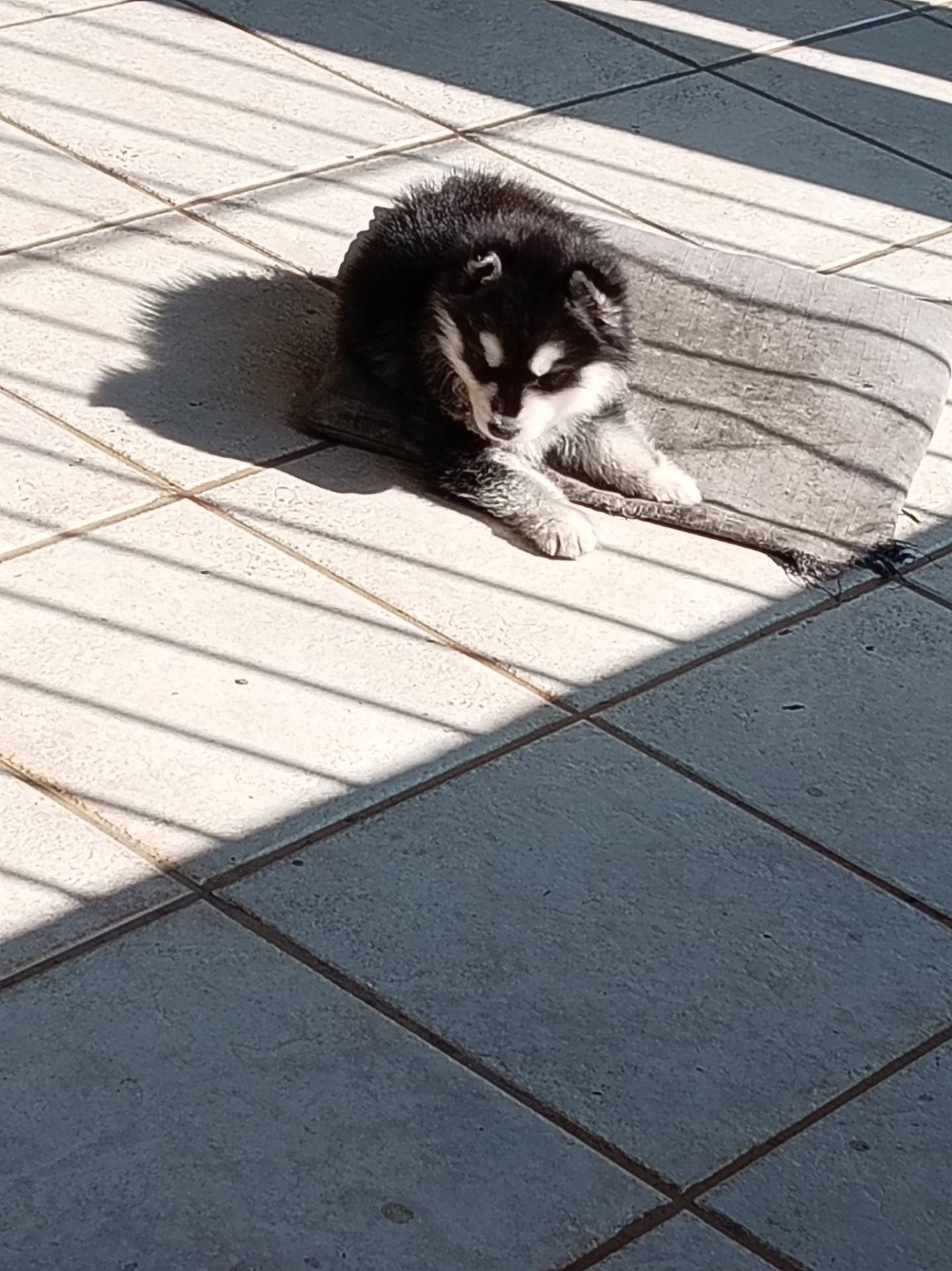 Siberian Husky photo 2