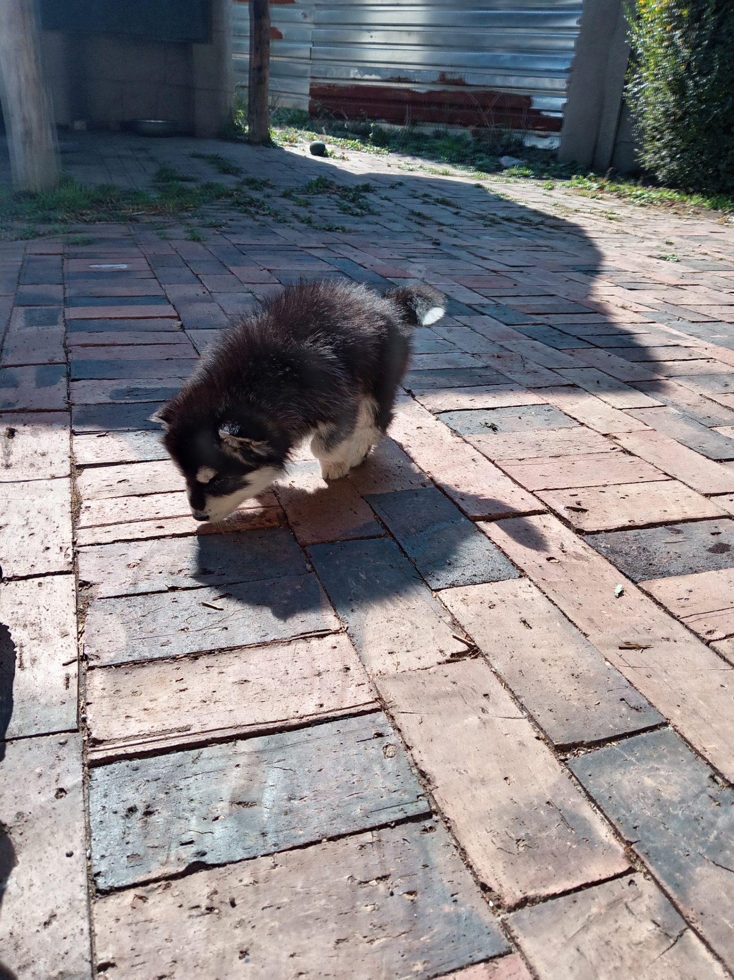 Siberian Husky photo 3