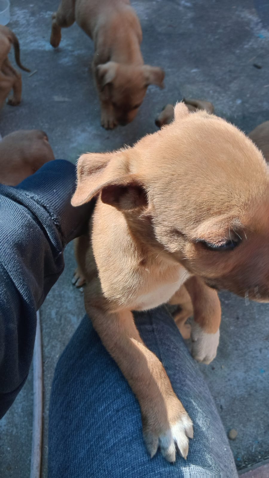 Mixed Breed — Boerboel mix with pitbull listing photo