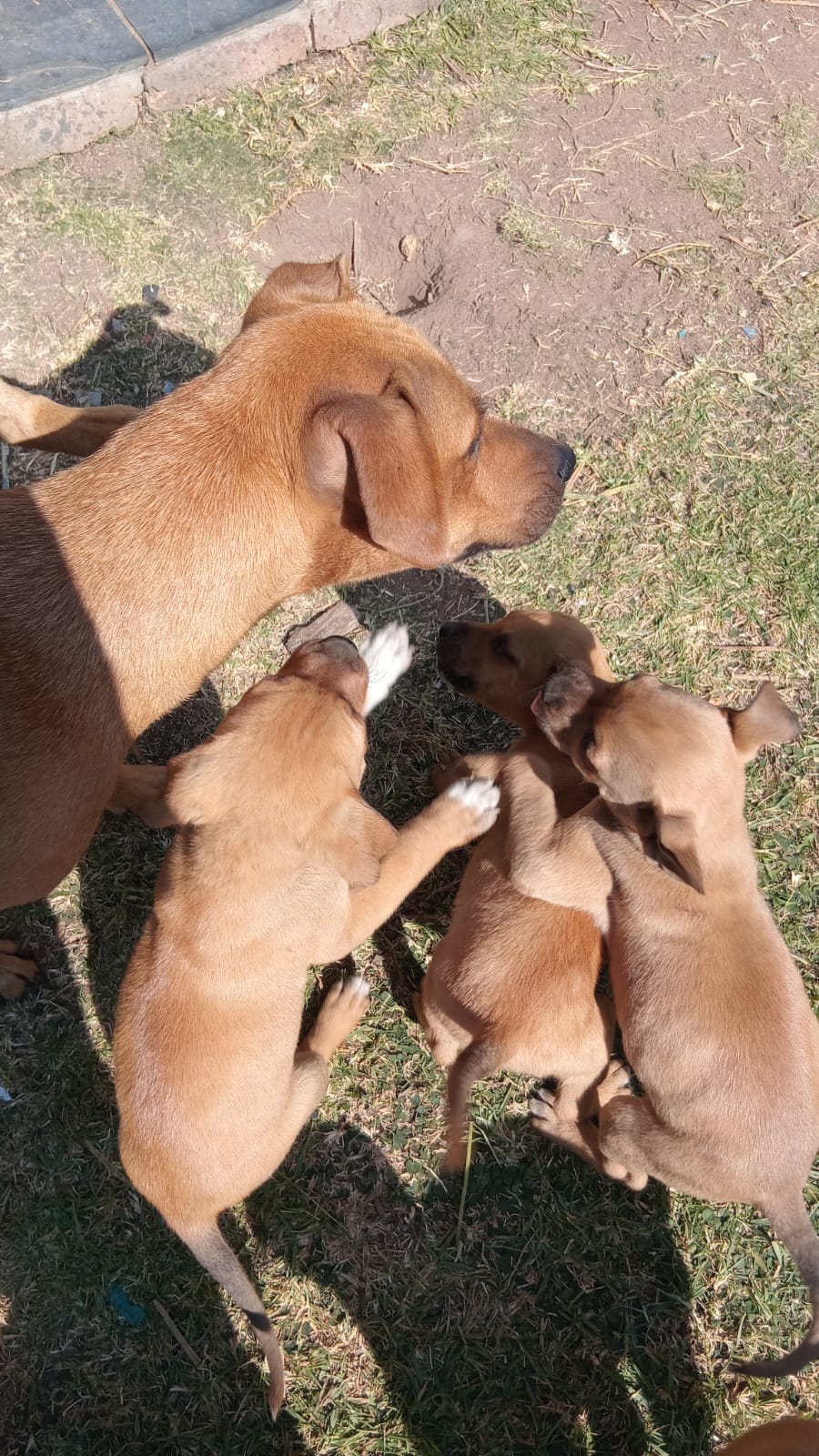 Mixed Breed — Boerboel mix with pitbull photo 2