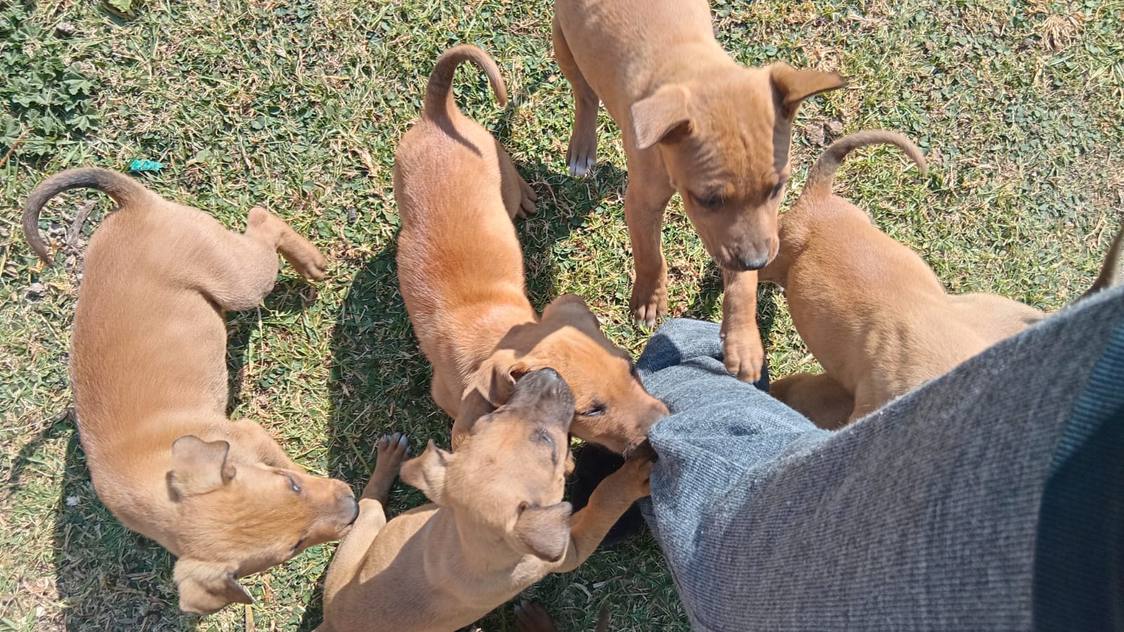 Mixed Breed — Boerboel mix with pitbull photo 3