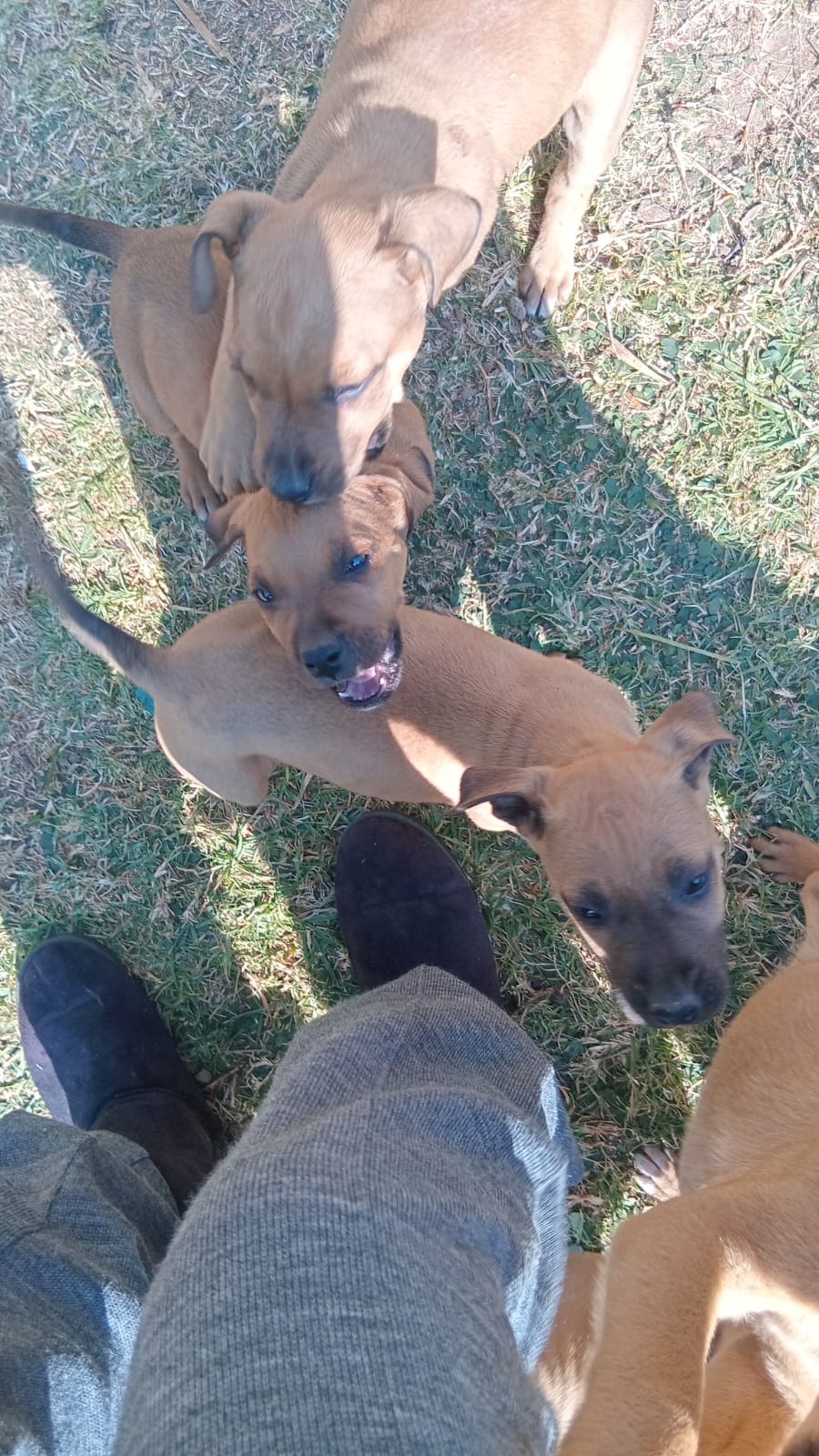 Mixed Breed — Boerboel mix with pitbull photo 4