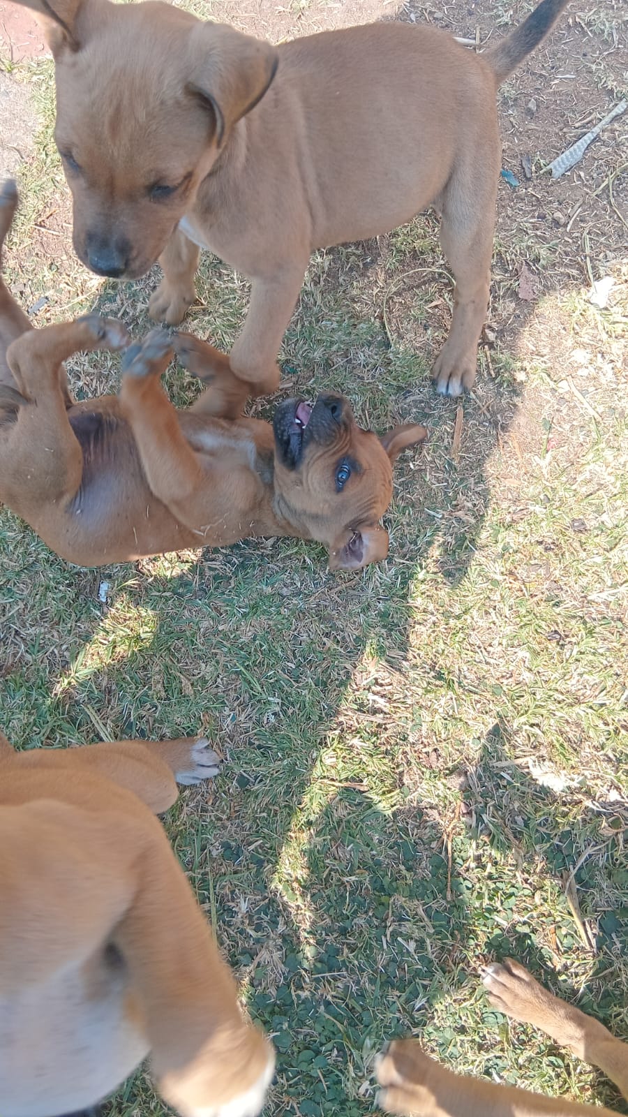 Mixed Breed — Boerboel mix with pitbull photo 5