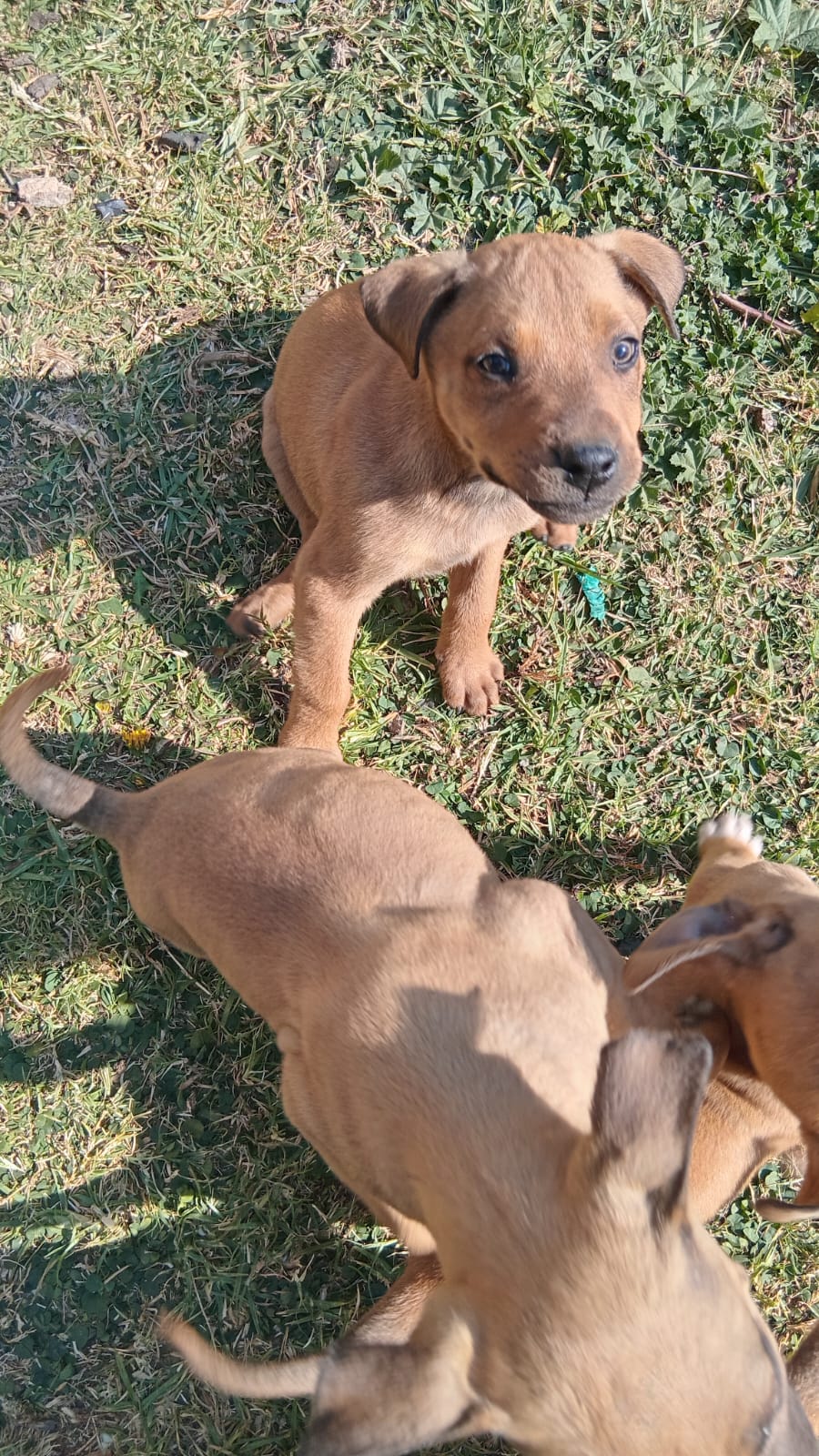 Mixed Breed — Boerboel mix with pitbull photo 6