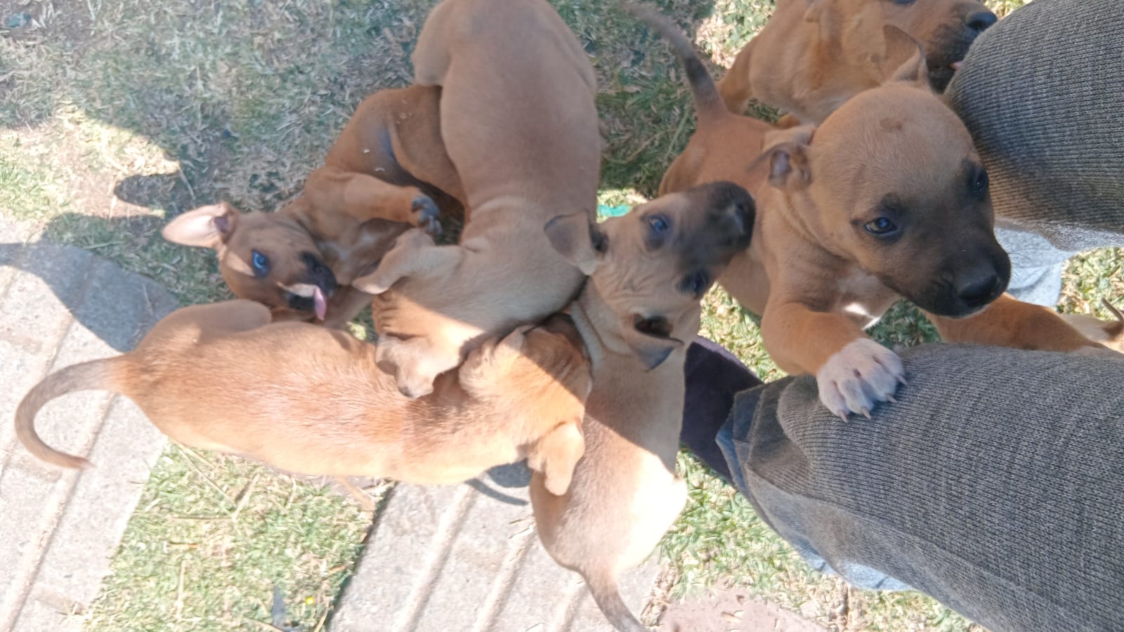 Mixed Breed — Boerboel mix with pitbull photo 7