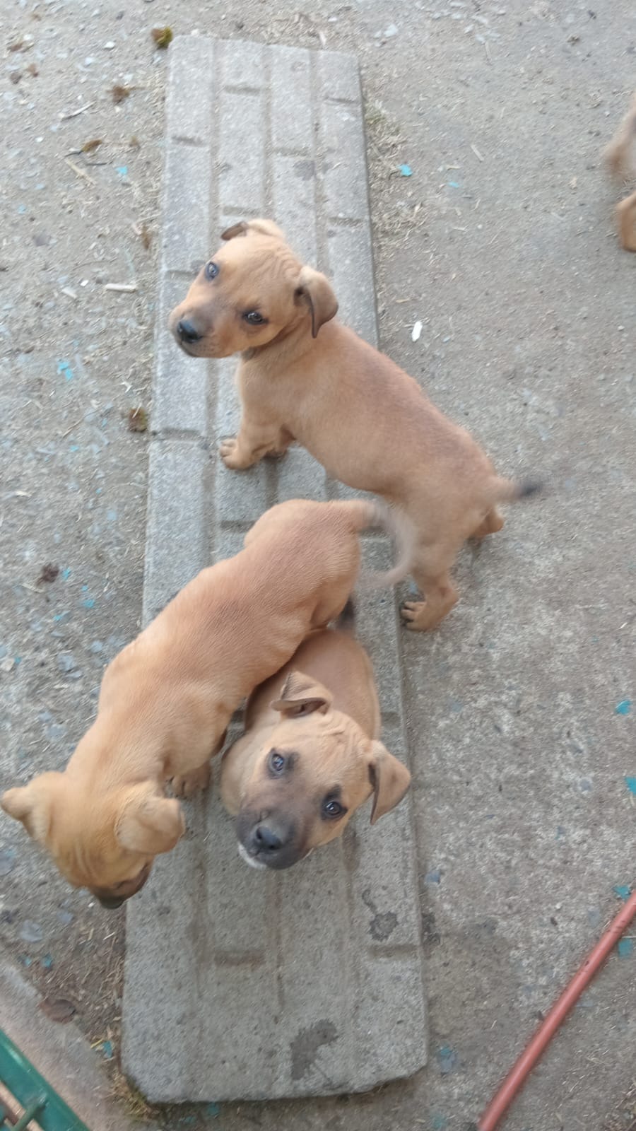 Mixed Breed — Boerboel mix with pitbull photo 8