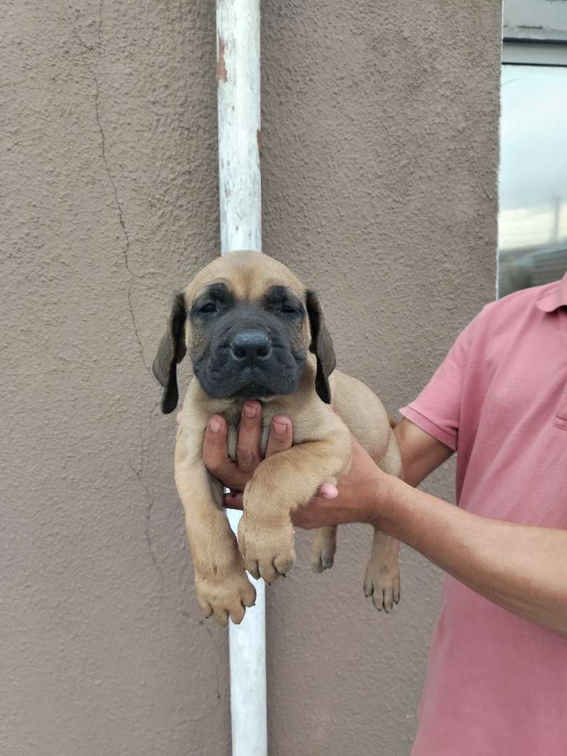 Boerboel listing photo