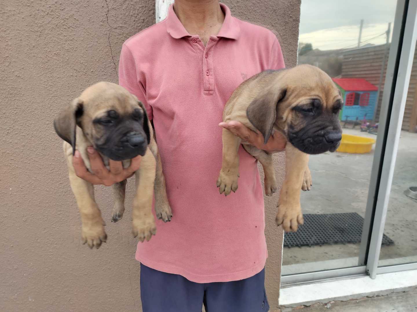 Boerboel photo 2