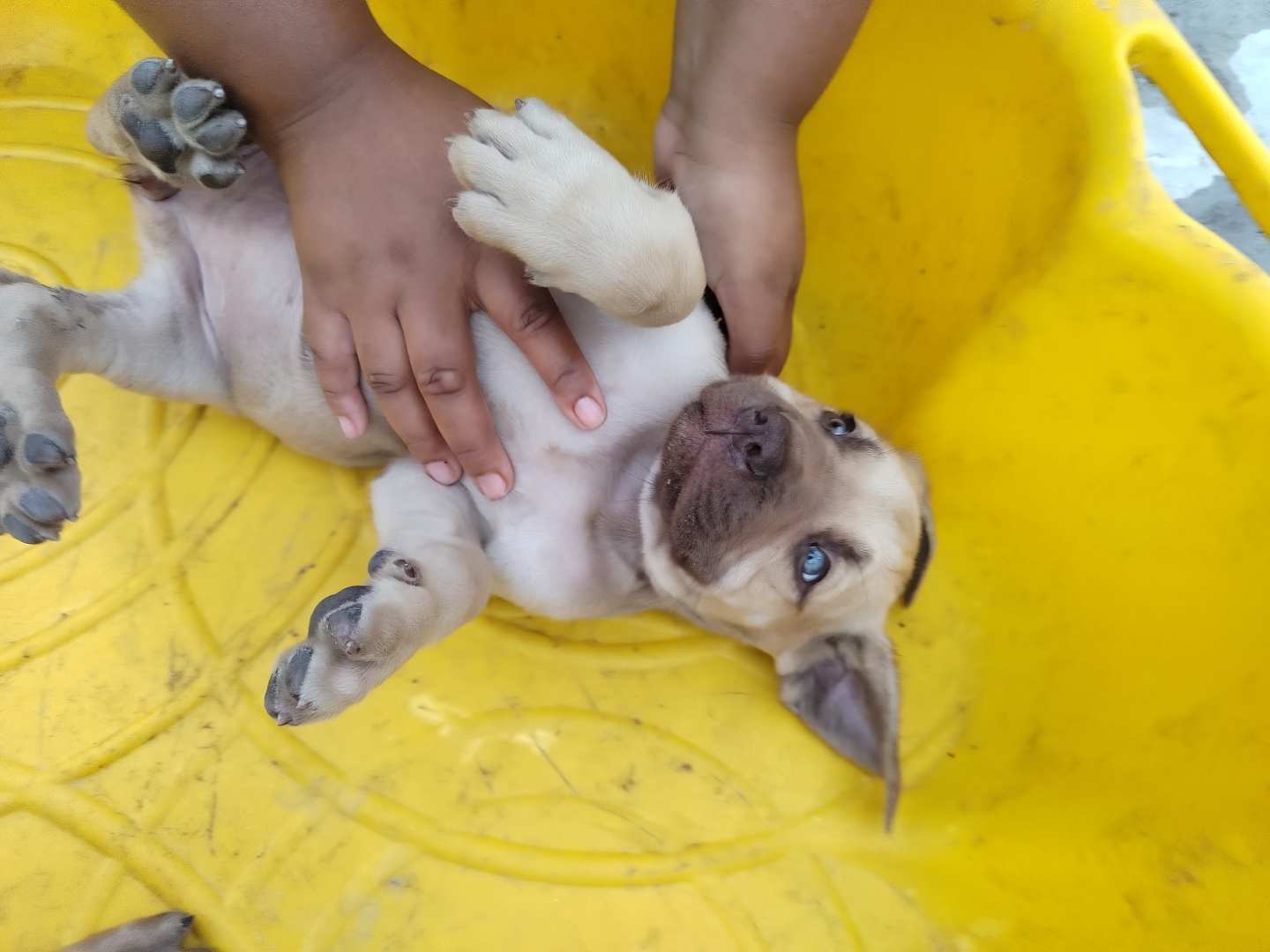 Boerboel photo 3