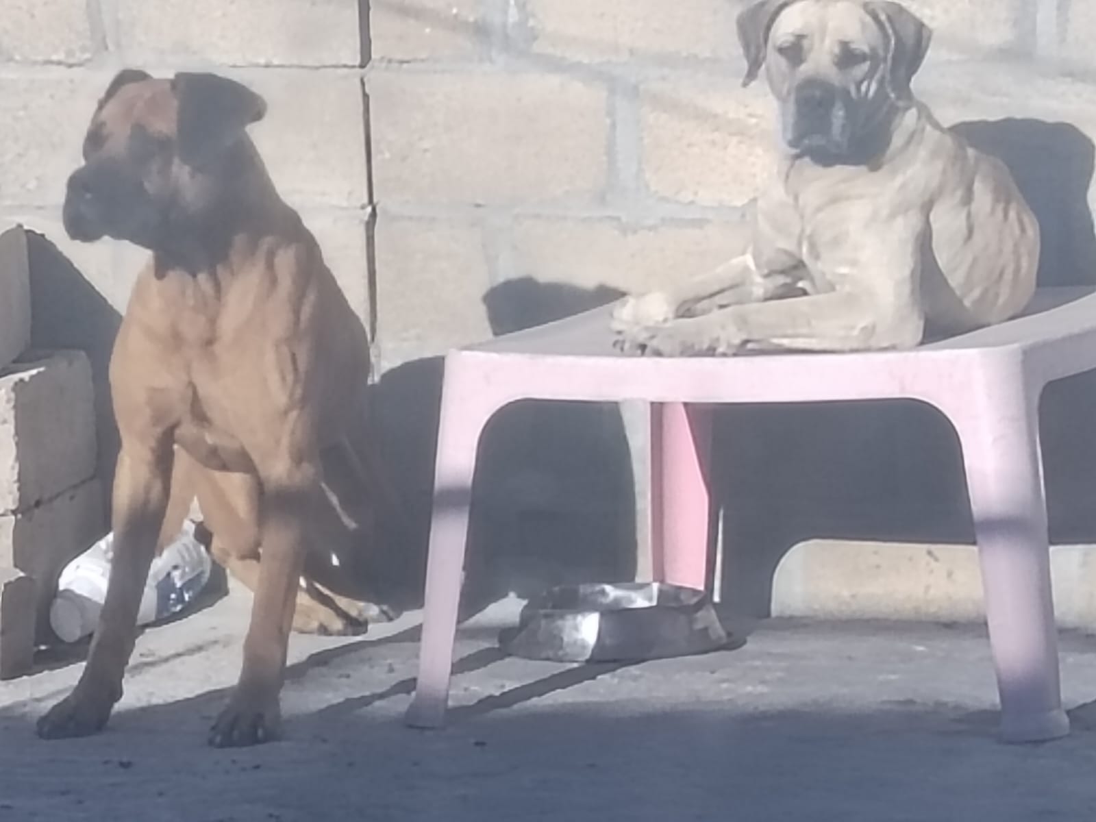 Boerboel photo 4