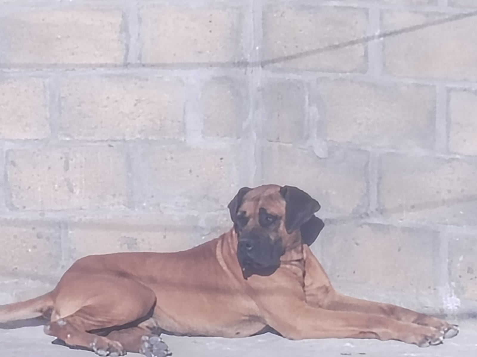 Boerboel photo 5