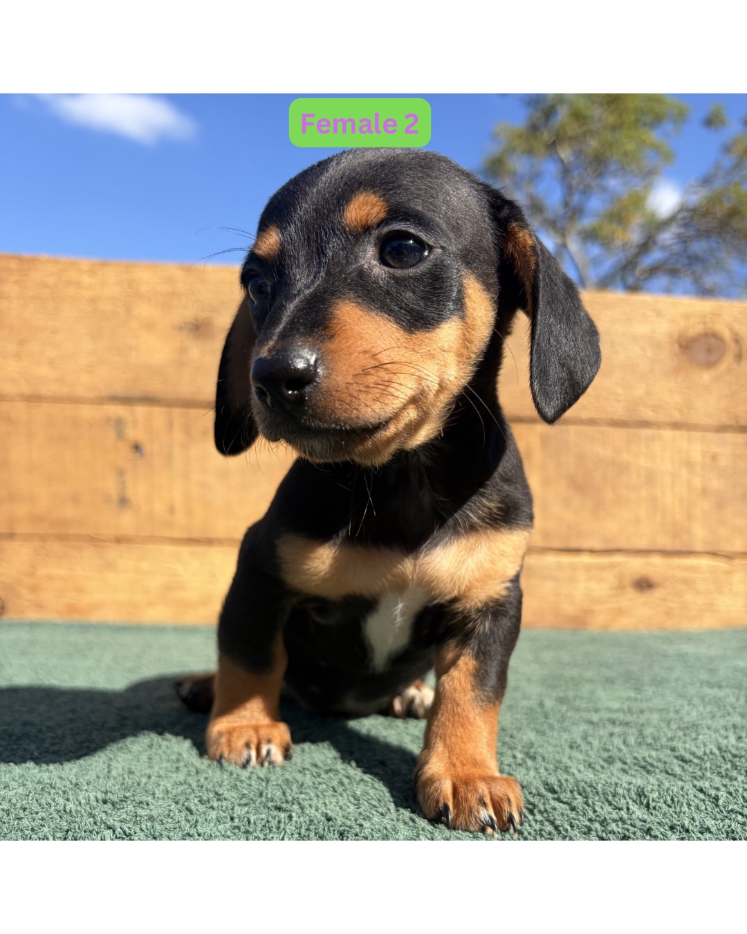 Dachshund (Standard) listing photo