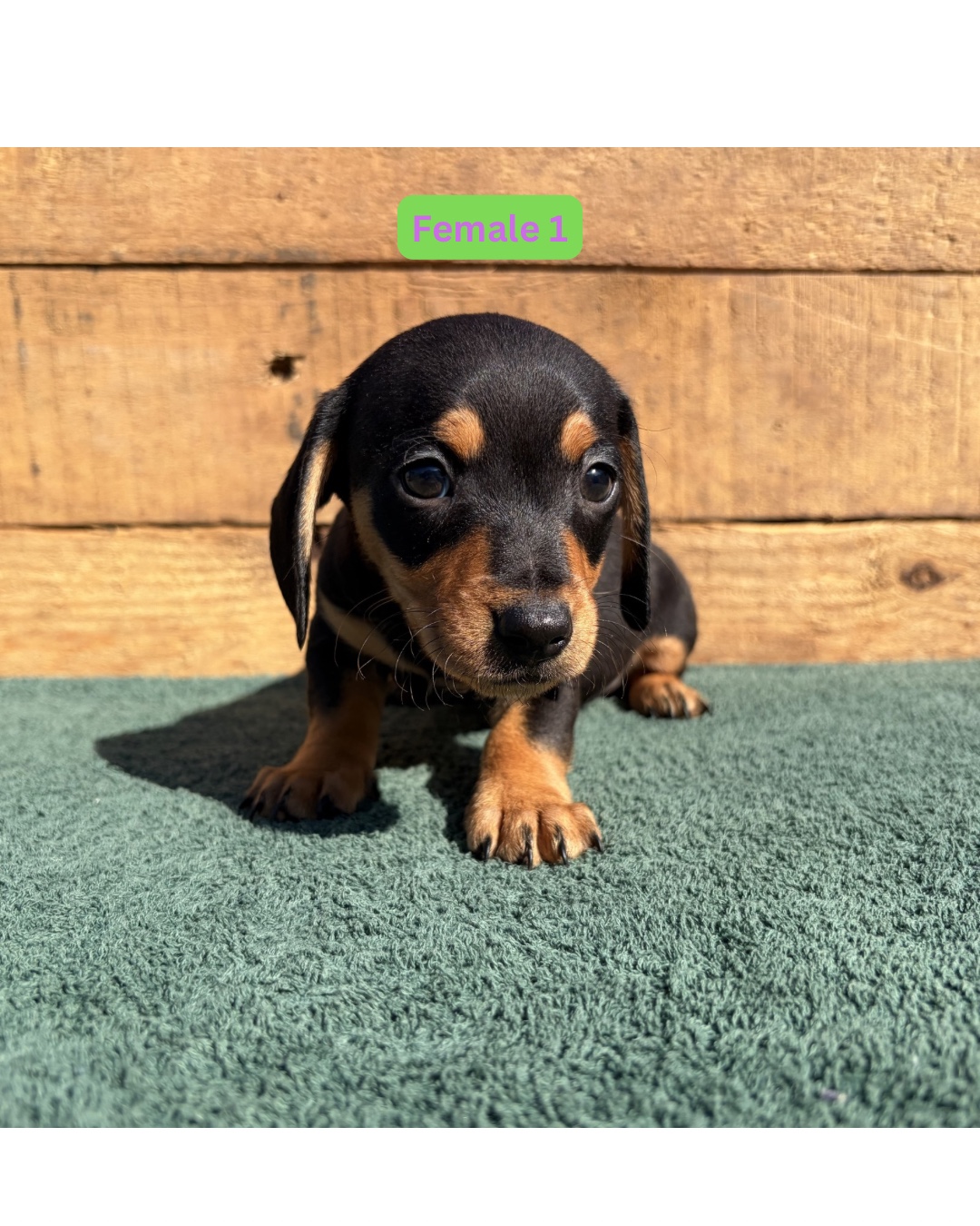 Dachshund (Standard) photo 2
