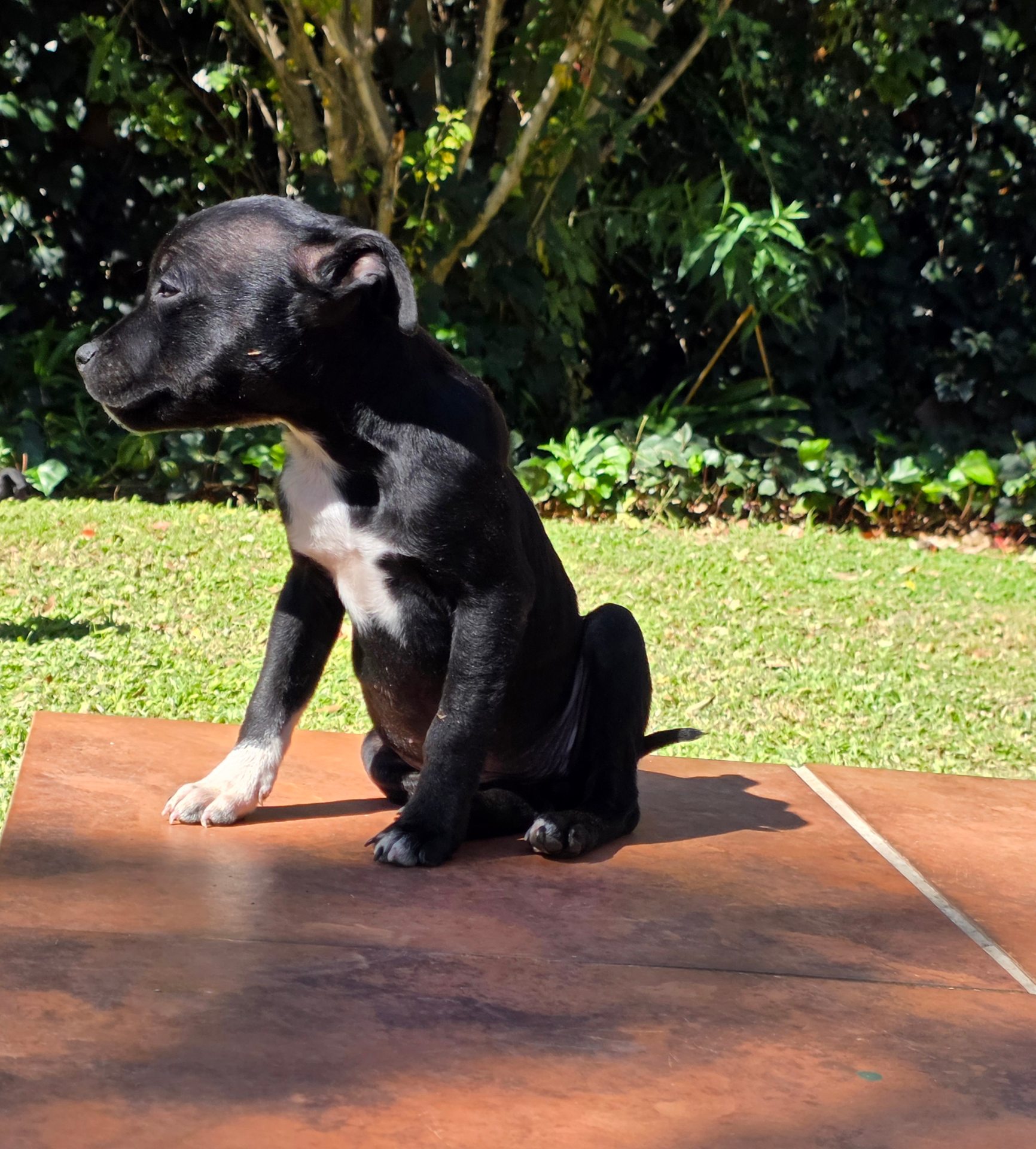 Staffordshire Bull Terrier listing photo