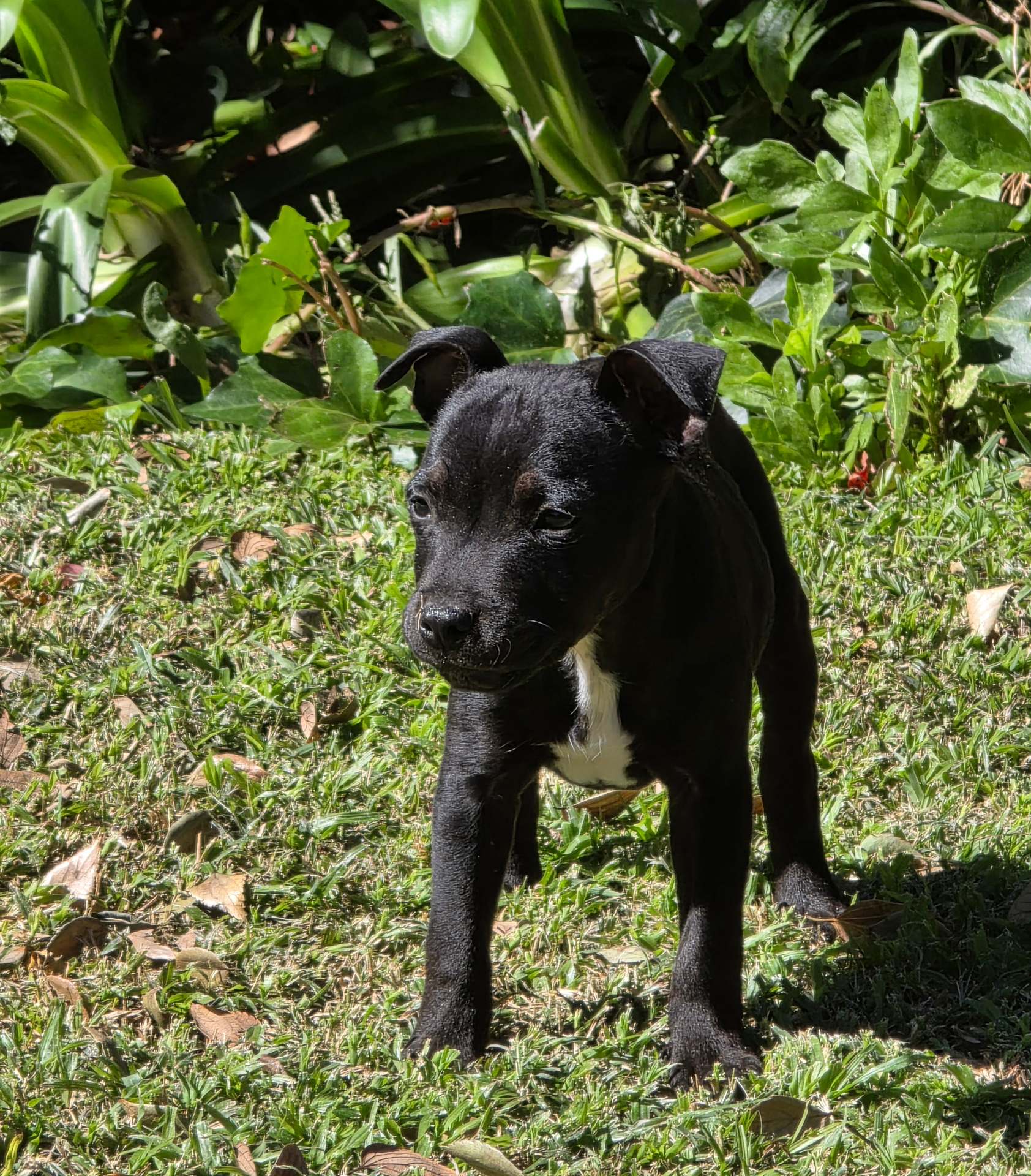 Staffordshire Bull Terrier photo 2
