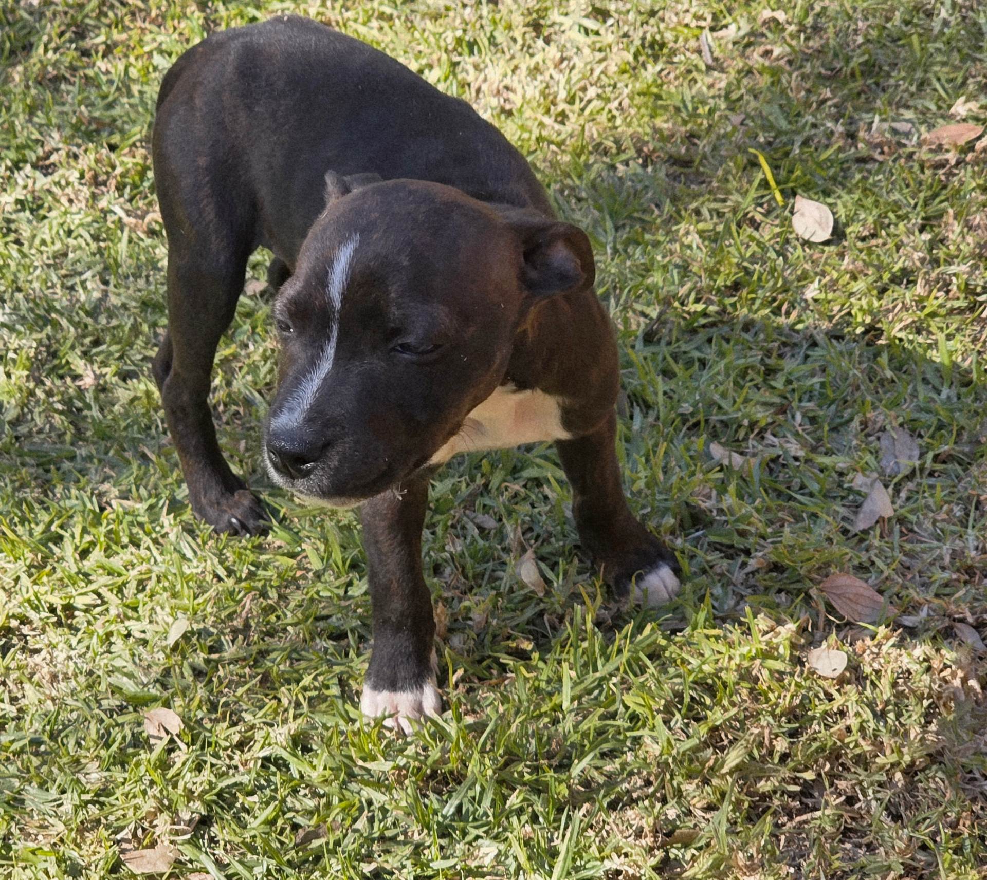 Staffordshire Bull Terrier photo 3
