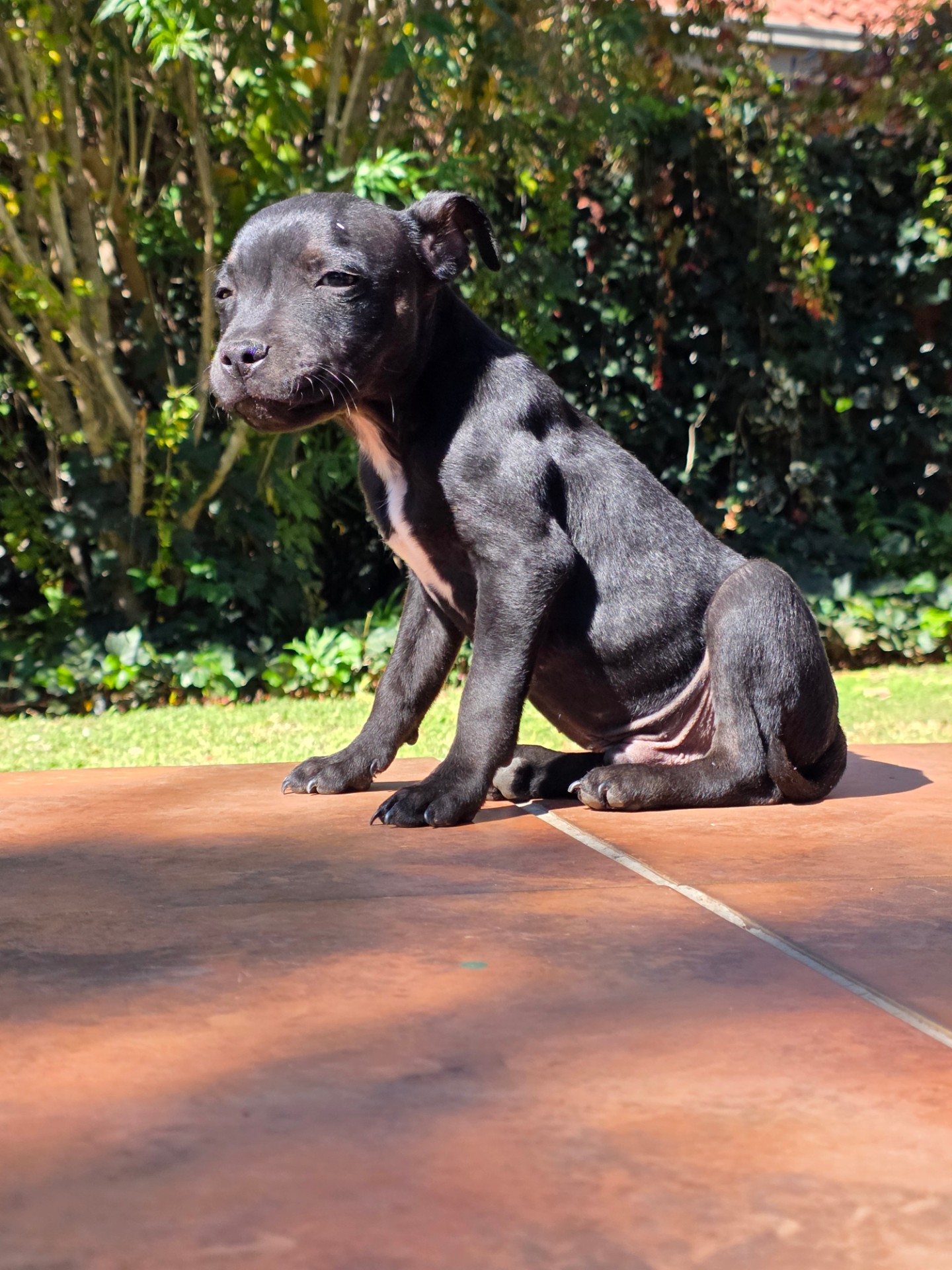Staffordshire Bull Terrier photo 4