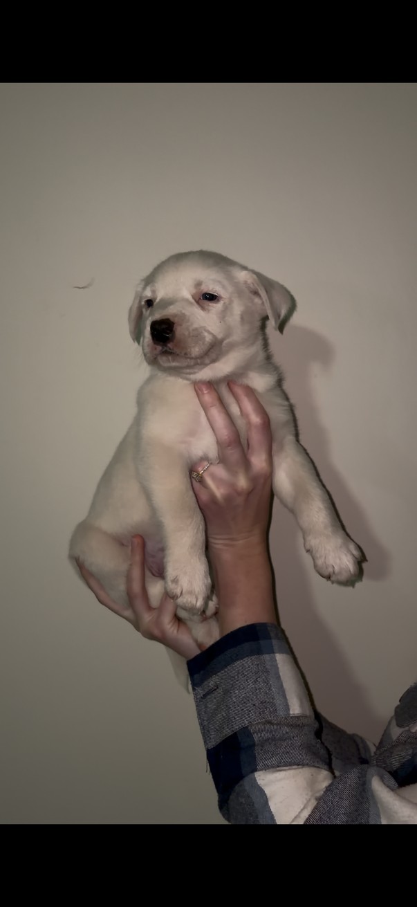 Mixed Breed — BEESHOND CATTEL DOG listing photo