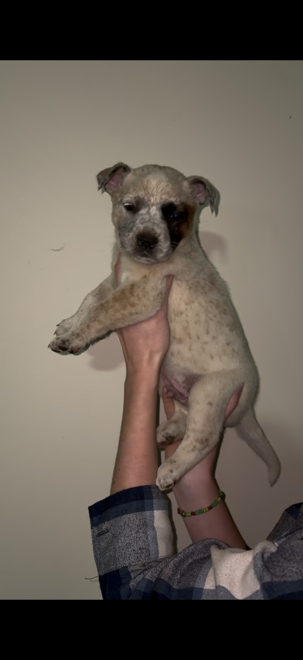 Mixed Breed β BEESHOND CATTEL DOG photo 2
