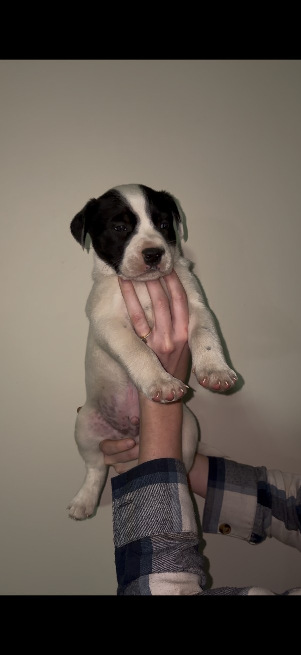 Mixed Breed β BEESHOND CATTEL DOG photo 3