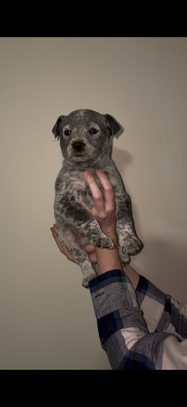 Mixed Breed β BEESHOND CATTEL DOG photo 4