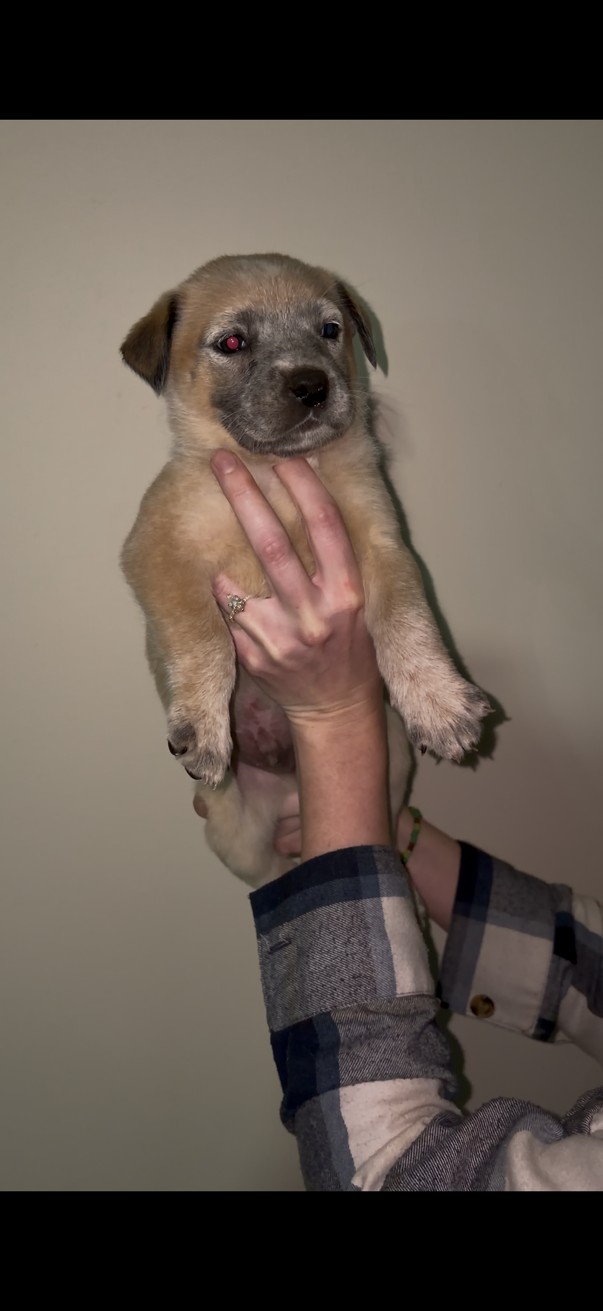 Mixed Breed β BEESHOND CATTEL DOG photo 5