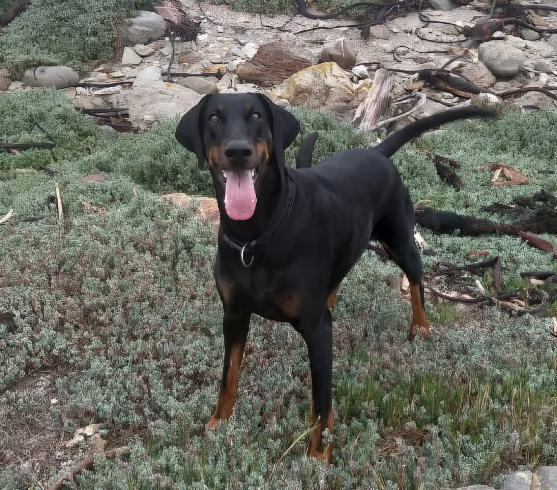 Dobermann listing photo