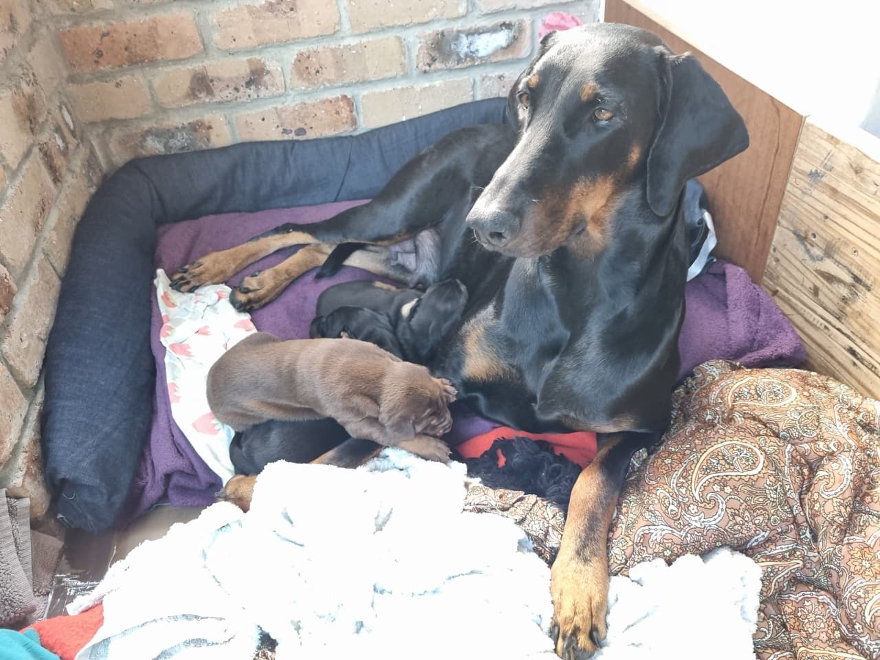 Dobermann photo 2