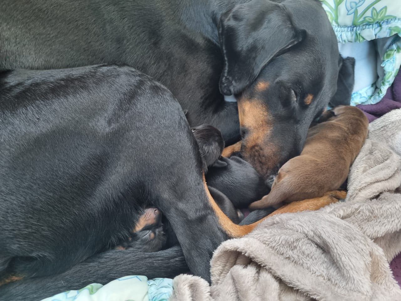 Dobermann photo 3