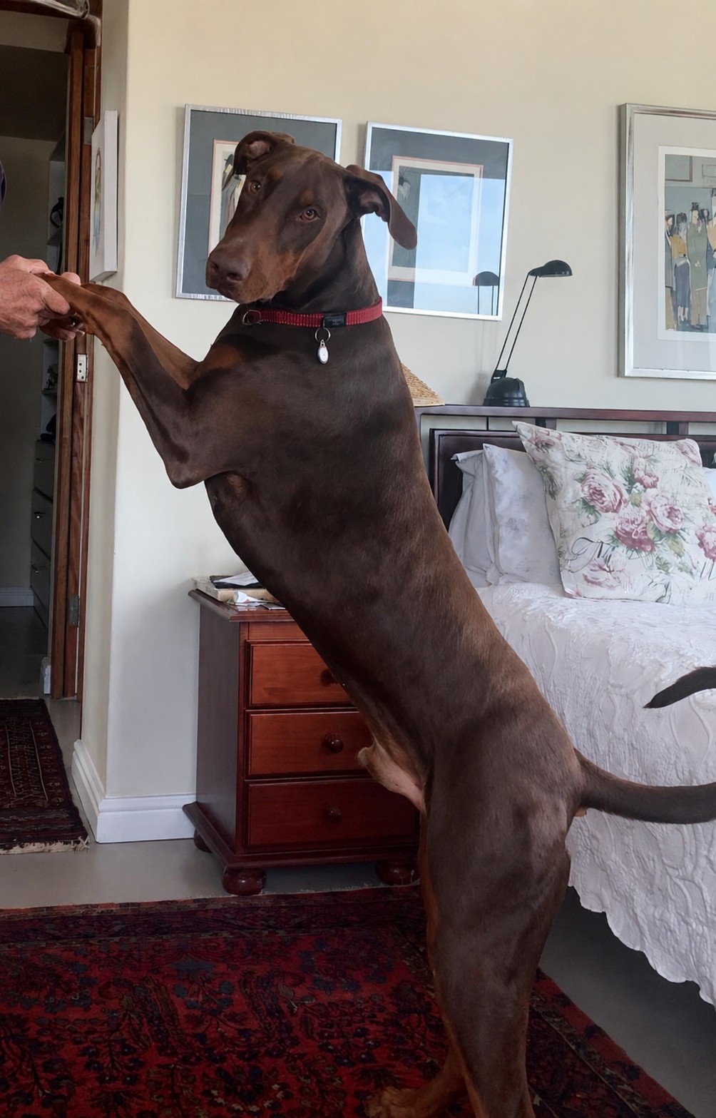 Dobermann photo 4