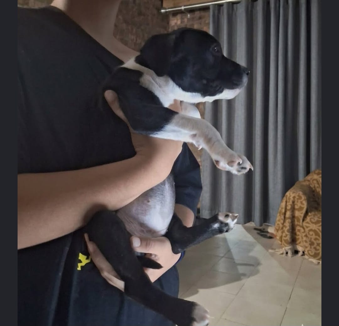Staffordshire Bull Terrier listing photo
