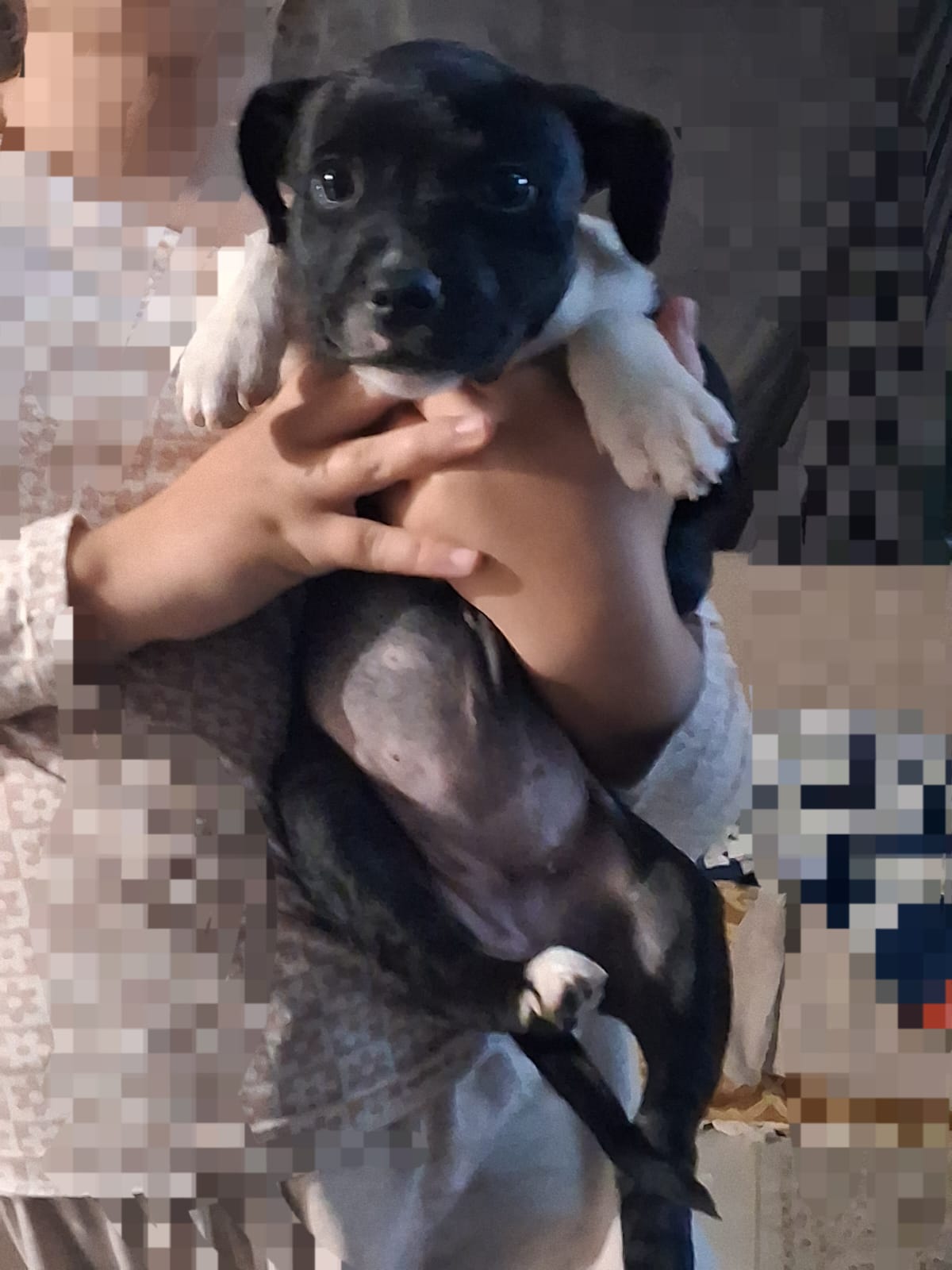 Staffordshire Bull Terrier photo 2