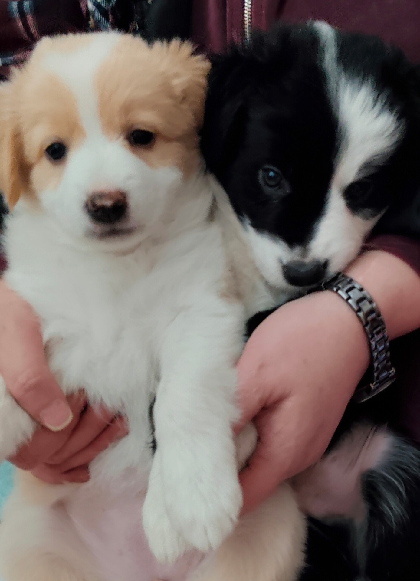 Border Collie listing photo