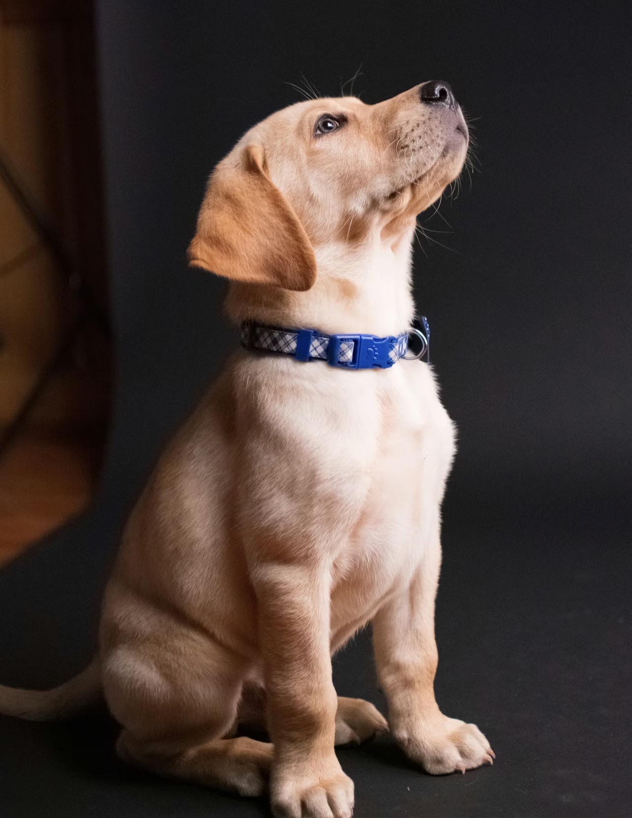 Labrador Retriever photo 2