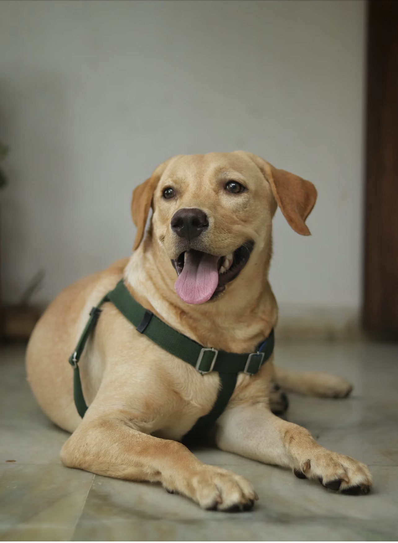 Labrador Retriever photo 4