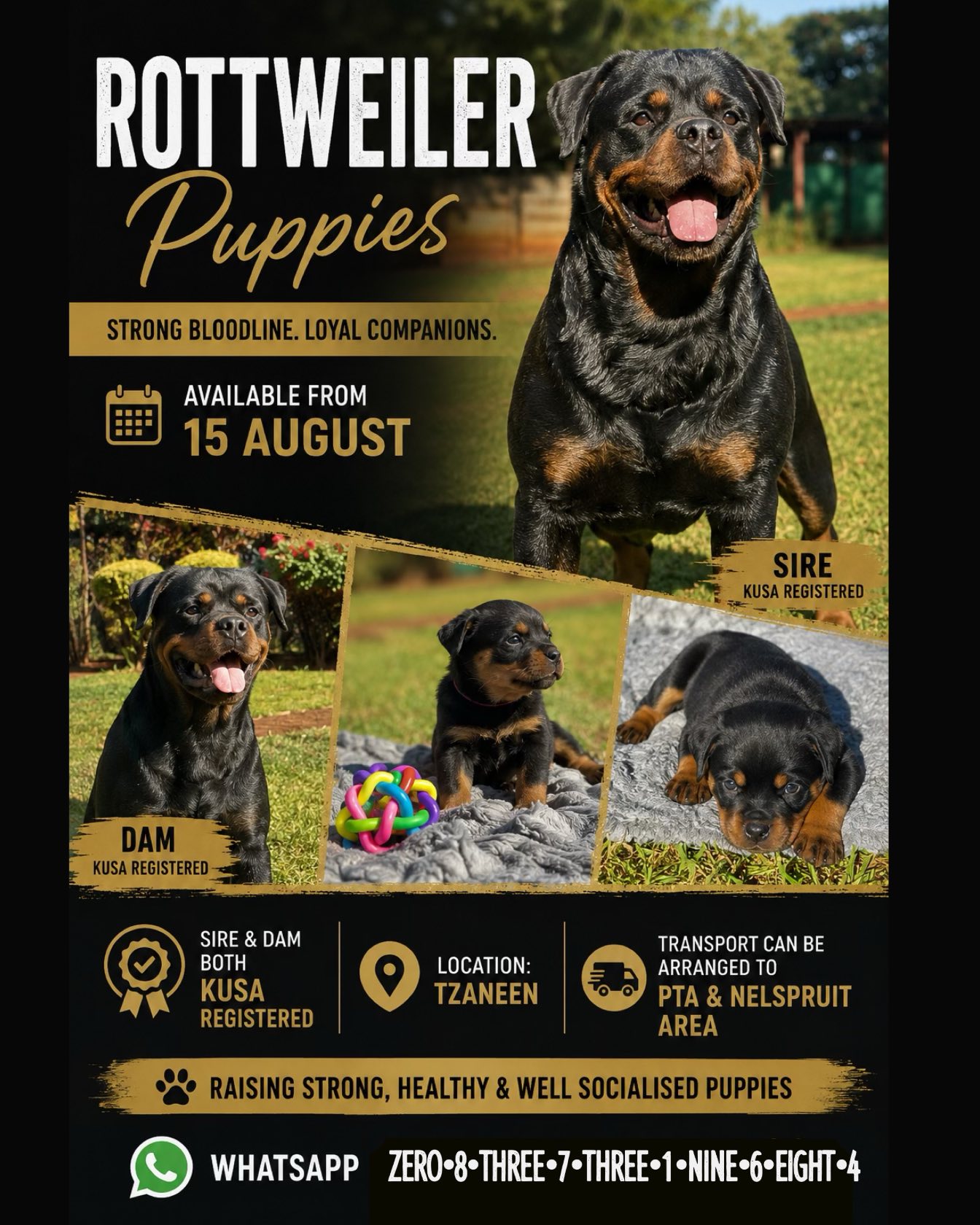 Rottweiler listing photo