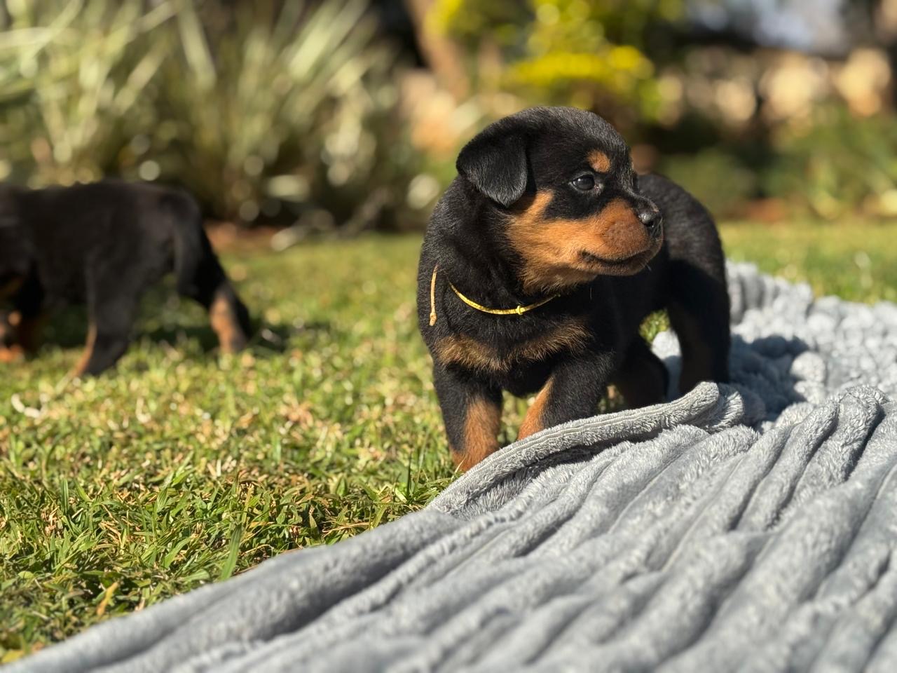 Rottweiler photo 2