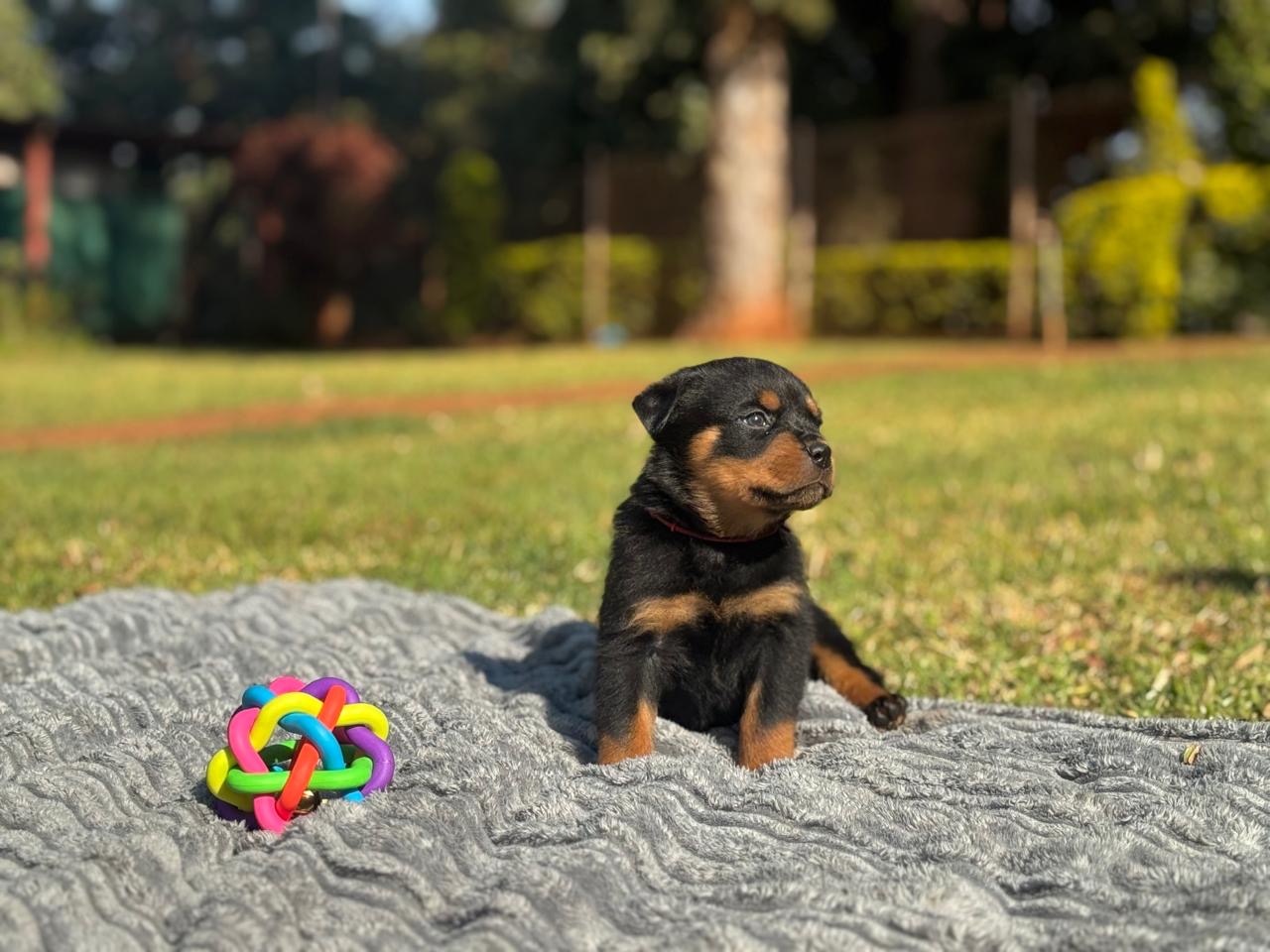 Rottweiler photo 3